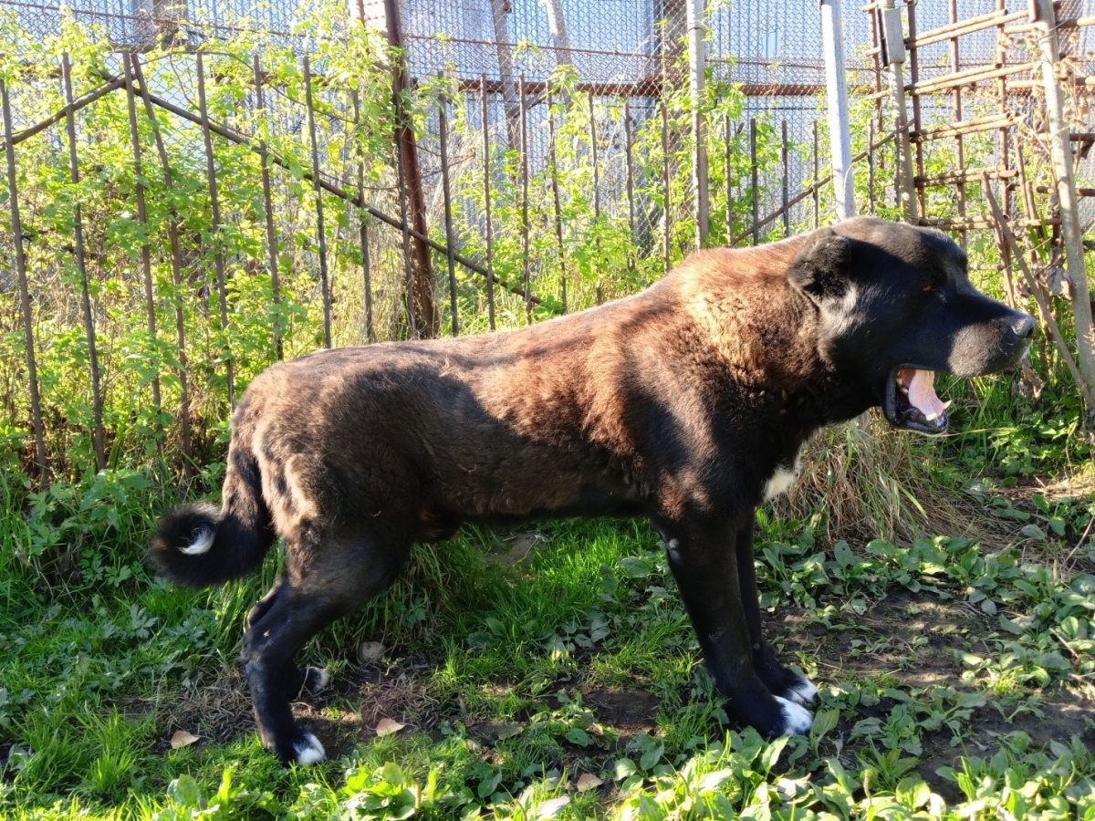 Черныш, 6 лет