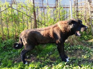 Черныш, 6 лет