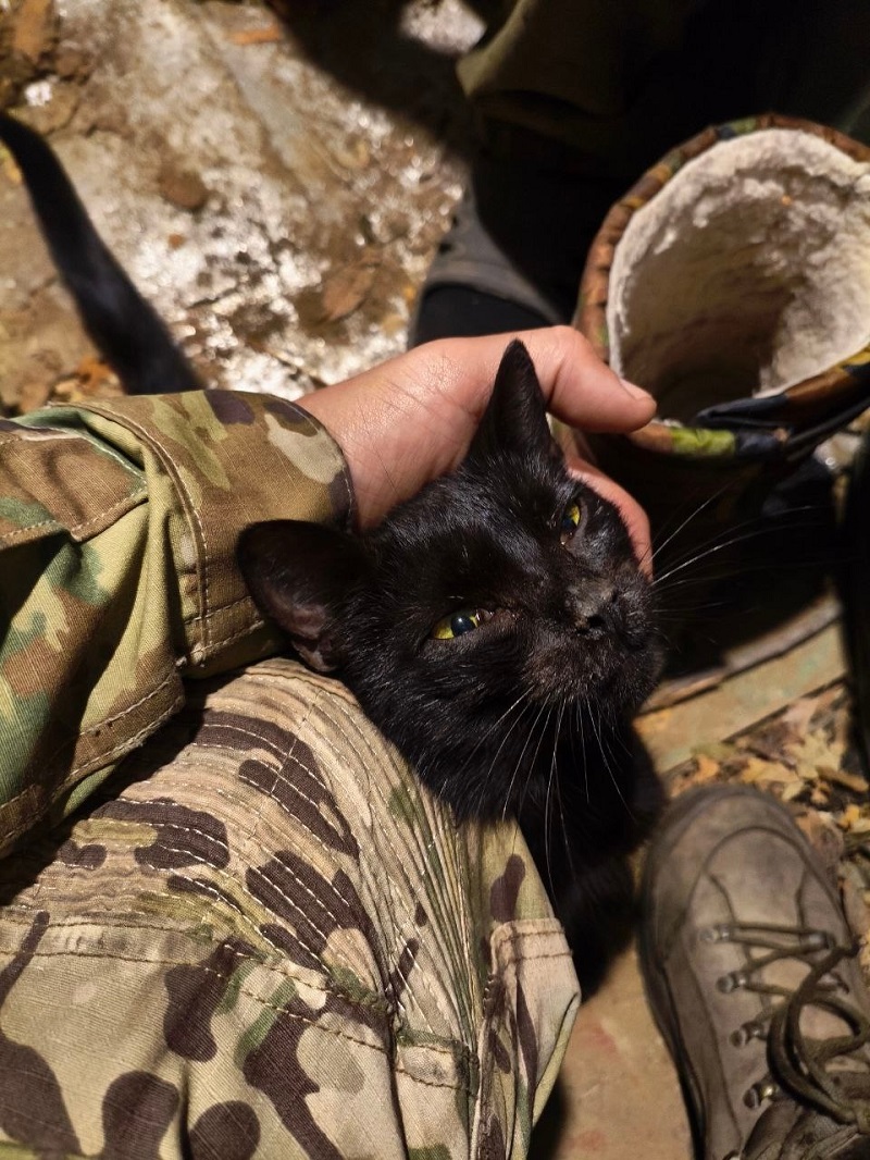 В ответ на любовь и заботу пушистые делают для бойцов всё, что в их силах