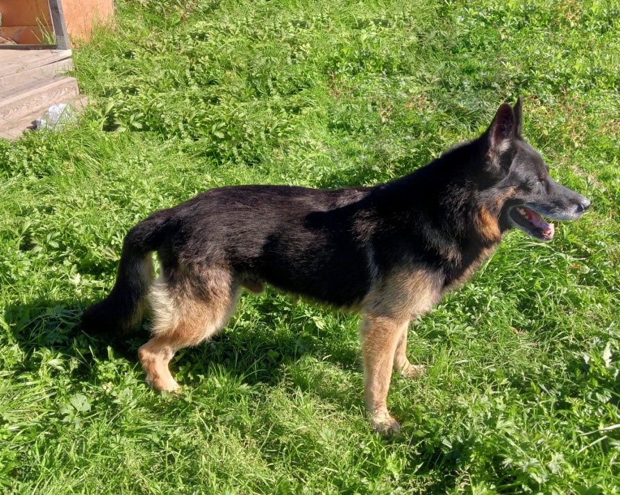 Эклибрис Фалько Рус Урал, 11 лет