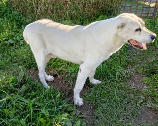 Шесть служебных собак на пенсии ищут новых хозяев