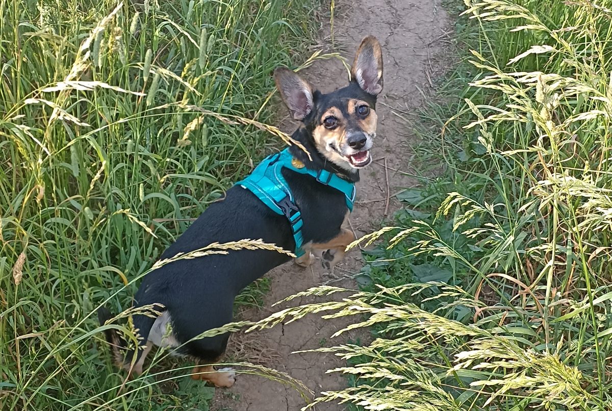 Кинолог Голубев рассказал, о чем именно лают собаки