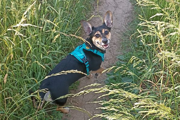 Кинолог Голубев рассказал, о чем именно лают собаки