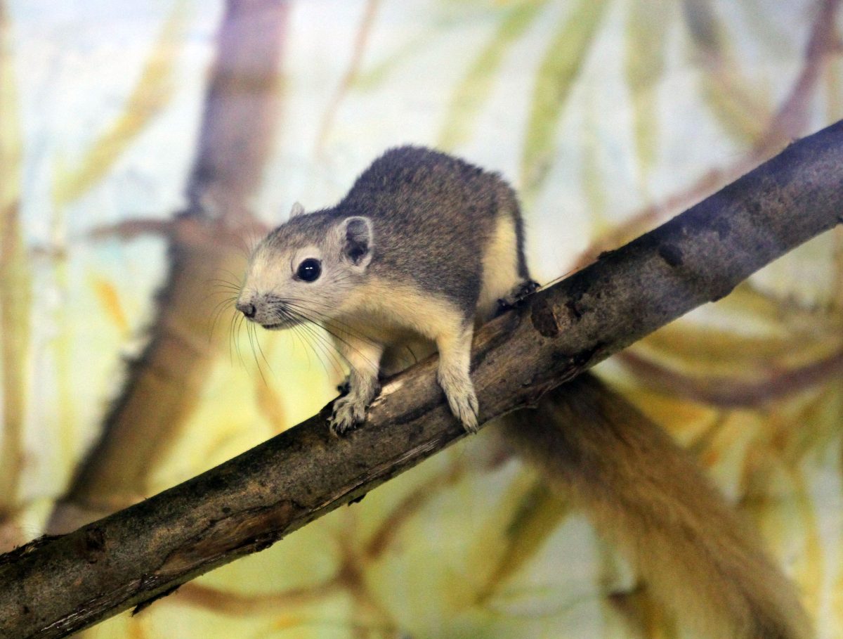 зоопарк "Лимпопо"