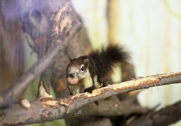 Белки Финлайсона и черные лебеди переселились в новые вольеры в «Лимпопо»