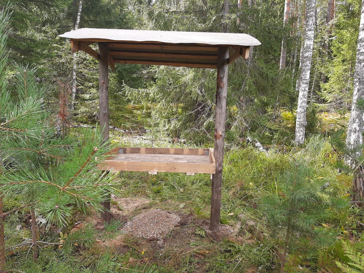 В лесах Нижегородской области начали подкармливать птиц