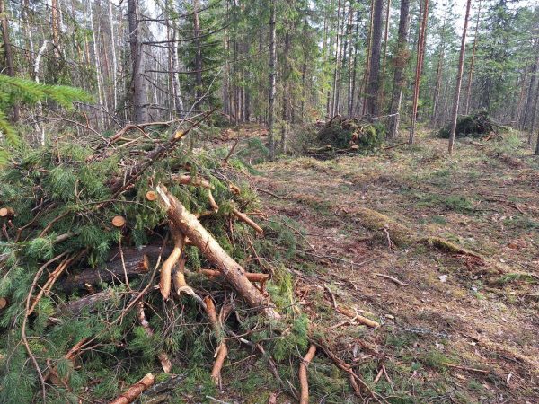В Нижегородской области начали убирать порубочные остатки в лесах
