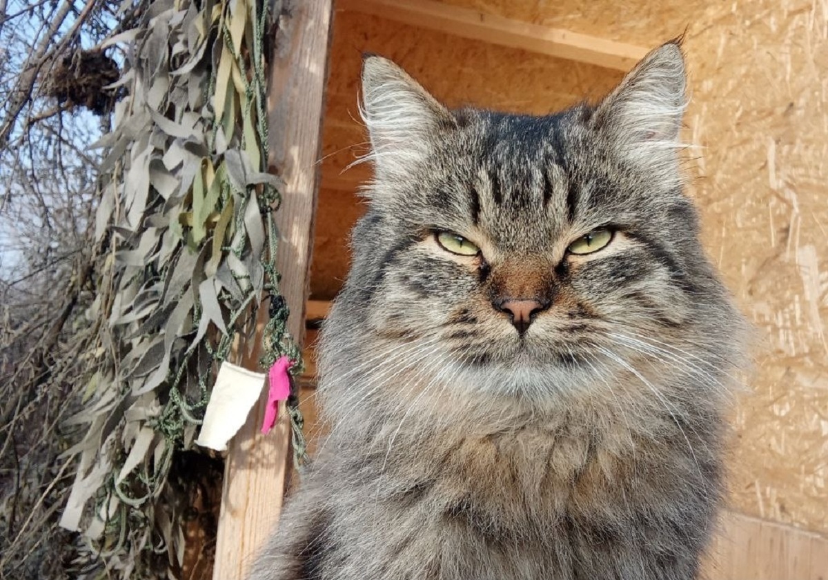 Нижегородец-ветеран СВО рассказал, как коты и собаки помогают нашим бойцам