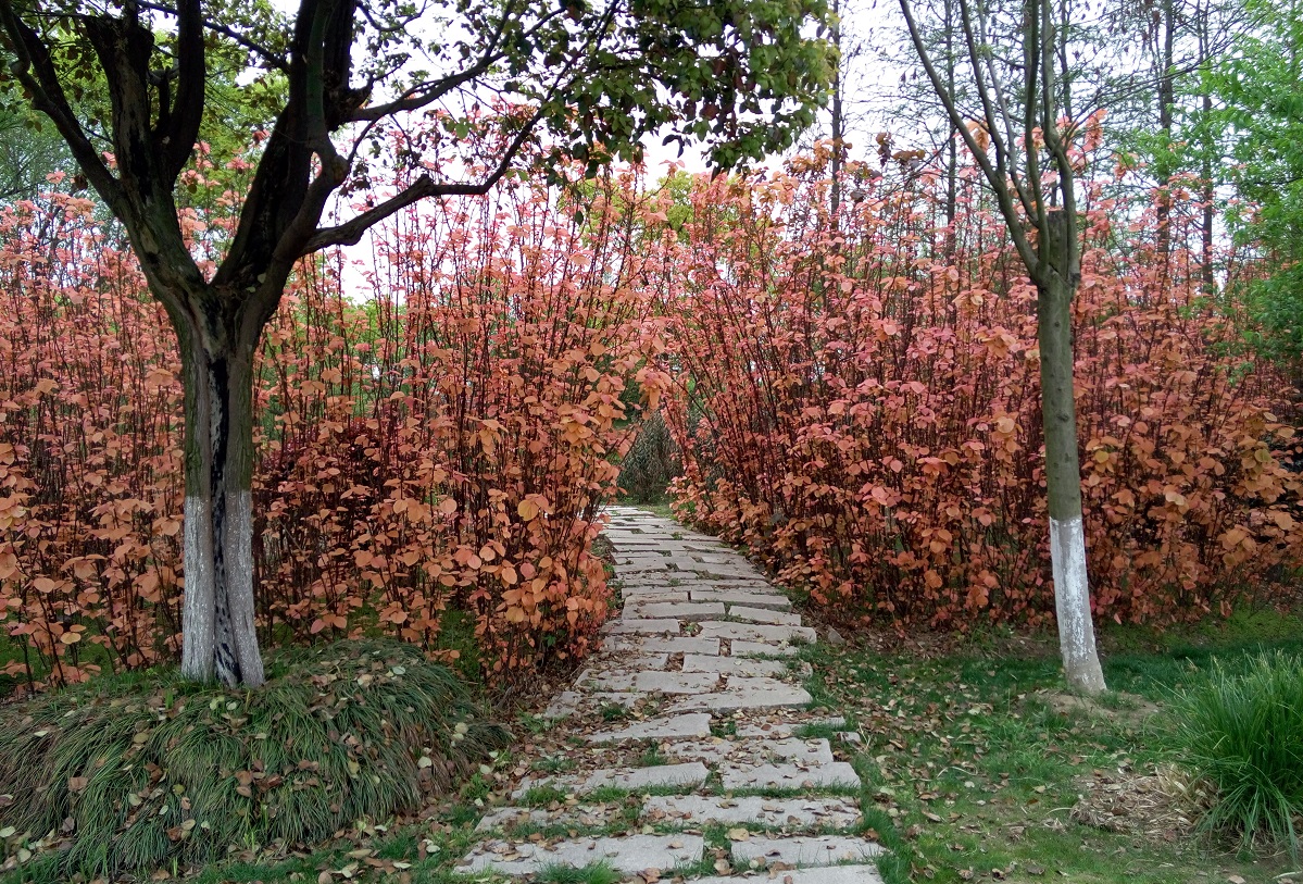 Садоводам рассказали, как и когда нужно белить стволы деревьев