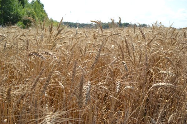 Глеб Никитин: подотрасли сельского хозяйства показывают результаты