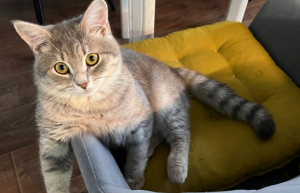 Глава Городецкого округа Мудров приютил кота, спасенного от живодера в шинели