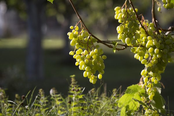 Уютный дом на зиму: рассказываем, какие растения нуждаются в тёплой хижине