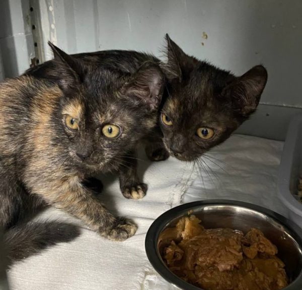 В Нижнем Новгороде у приюта оставили двух котят