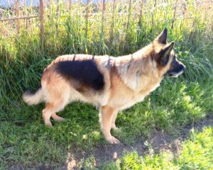 Жандармерия с Глиняной Горки, 8 лет