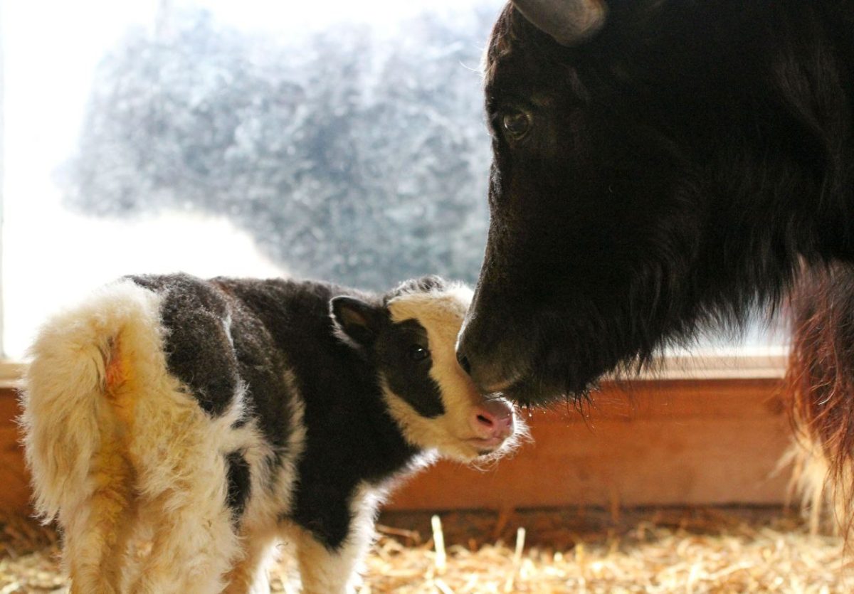 Детеныш родился у пары яков в нижегородском зоопарке «Лимпопо»