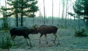Фотоловушка засняла драку лосей в лесу в Нижегородской области