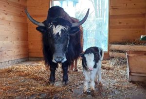 зоопарк "Лимпопо"