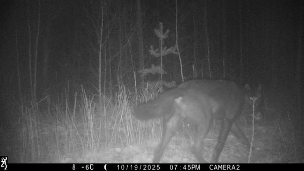 Чёрный волк-одиночка облюбовал Керженский заповедник в Нижегородской области