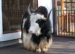 зоопарк "Лимпопо"