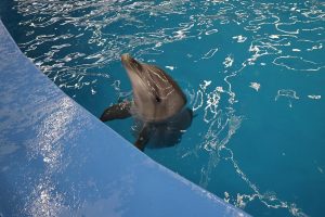 Пресс-служба РИК НРО «Единая Россия»