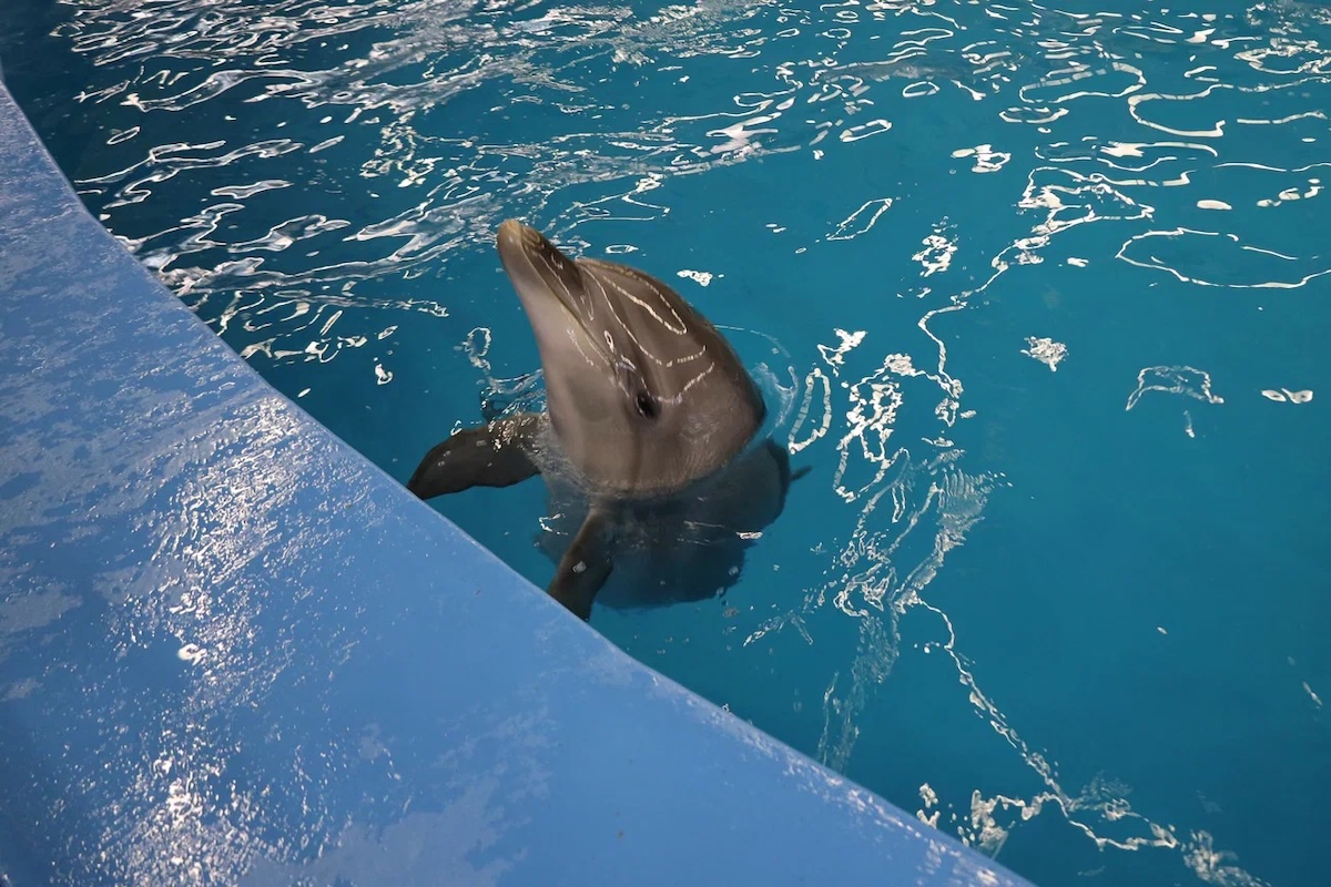 Пресс-служба РИК НРО «Единая Россия»