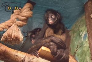 Нижегородцам предложили выбрать имена для паукообразных обезьян из «Лимпопо»