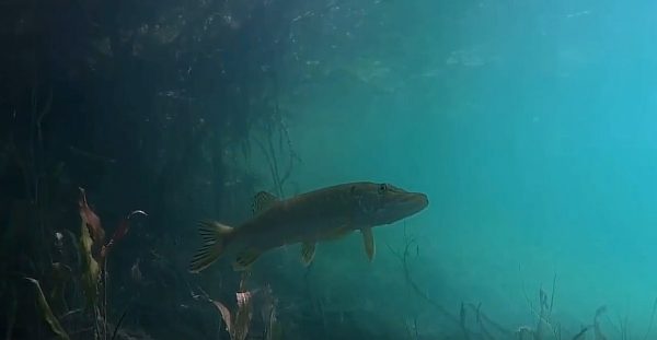 Нижегородские дайверы показали подводный мир озера Ключик