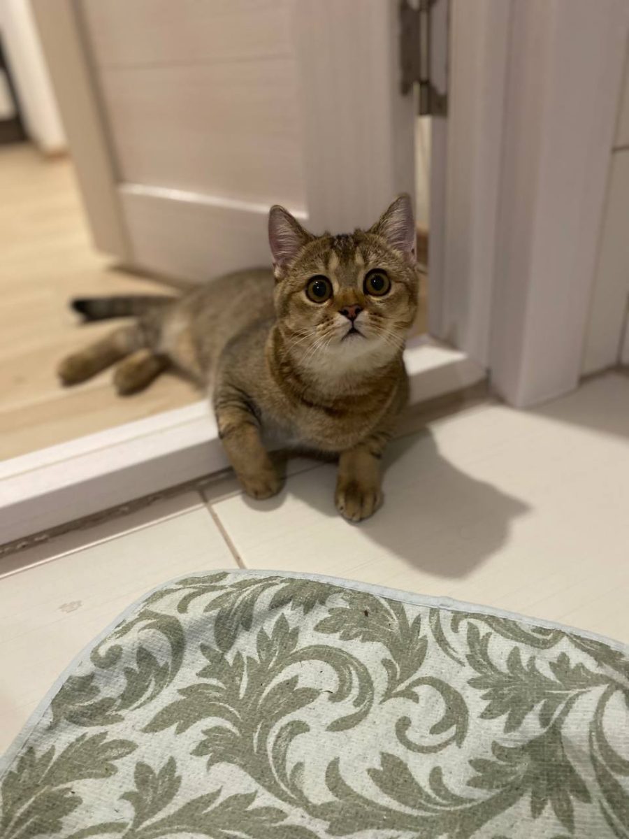 предоставил Игорь Пантюхин