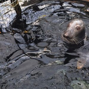 Российские ученые выяснили, какие шумы больше тревожат серых тюленей