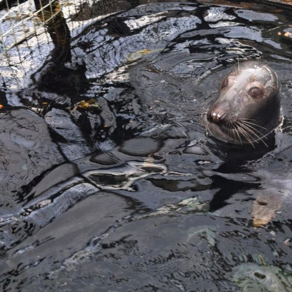 Российские ученые выяснили, какие шумы больше тревожат серых тюленей