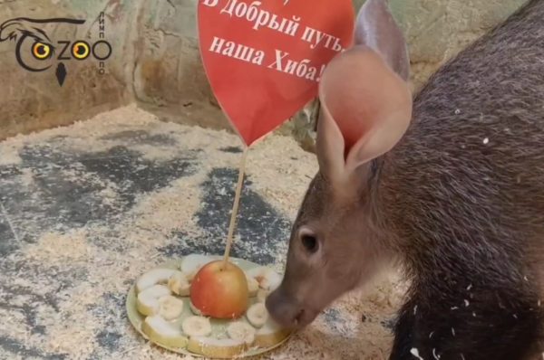 Детеныш трубкозуба Хиба переехала из нижегородского зоопарка «Лимпопо»