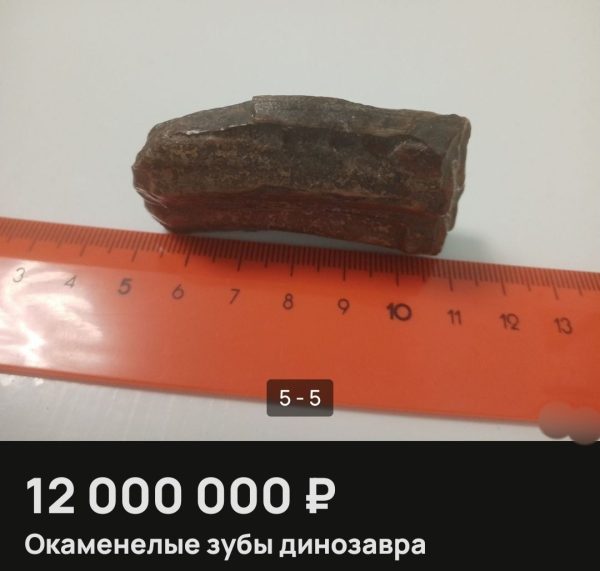 Зубы динозавра продают за 12 млн рублей в Нижнем Новгороде