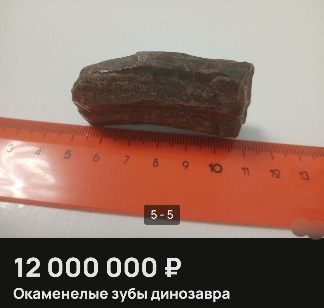 Зубы динозавра продают за 12 млн рублей в Нижнем Новгороде
