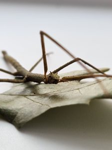 предоставил Александр Щелоков