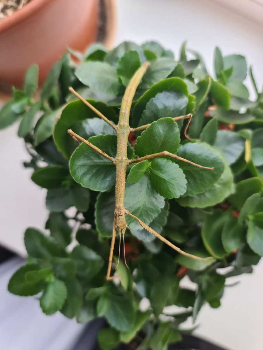 предоставил Александр Щелоков