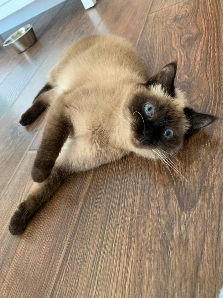 Исида - очень утонченная кошечка