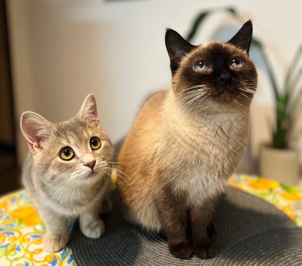 От «китайских» лабрадоров до экзотических палочников: нижегородские чиновники показали своих домашних животных