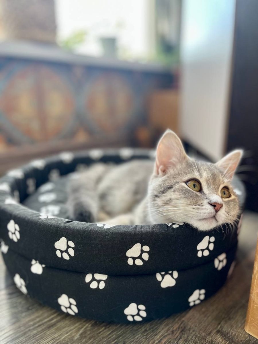 Геркулес - настоящий бунтарь несмотря на свою миловидность