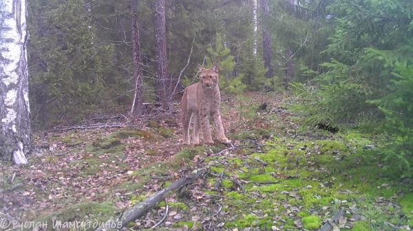 Фотоловушка поймала рысь в Нижегородской области