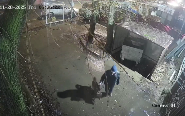 Нижегородец бросил домашнюю собаку около приюта и убежал