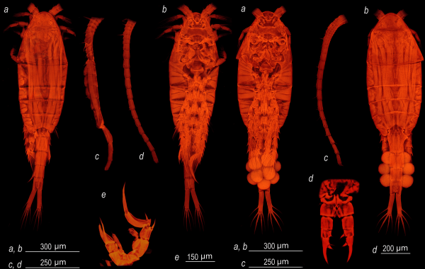 Средиземноморского рачка нашли в Святом озере в Дзержинске