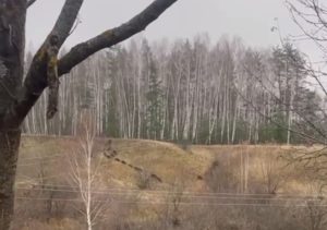 Крупное стадо кабанчиков показало мастер-класс по командной организации