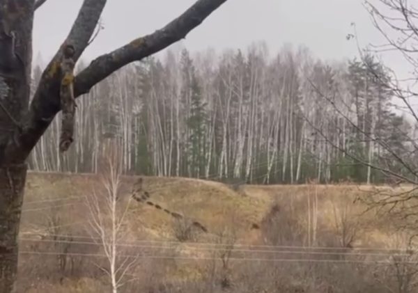 Крупное стадо кабанчиков показало мастер-класс по командной организации