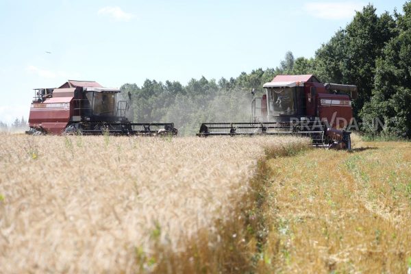 Урожай зерна полностью покрыл потребности Нижегородской области