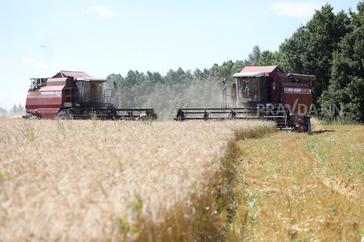 Урожай зерна полностью покрыл потребности Нижегородской области