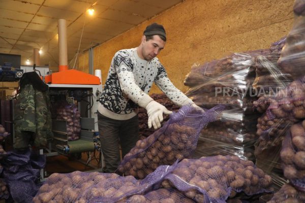 Нижегородские аграрии рассказали, как удалось вырастить рекордный урожай