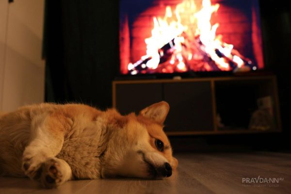 Покусанный корги мужчина взыскал 30 тысяч рублей через суд