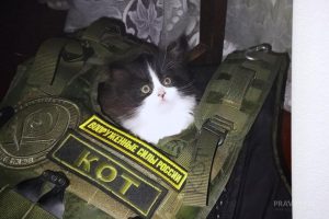 Выставка «Четвероногие защитники Отечества» о котиках и собаках на СВО