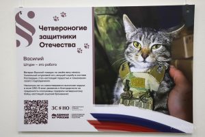 Опубликованы фото котиков и собак с передовой СВО