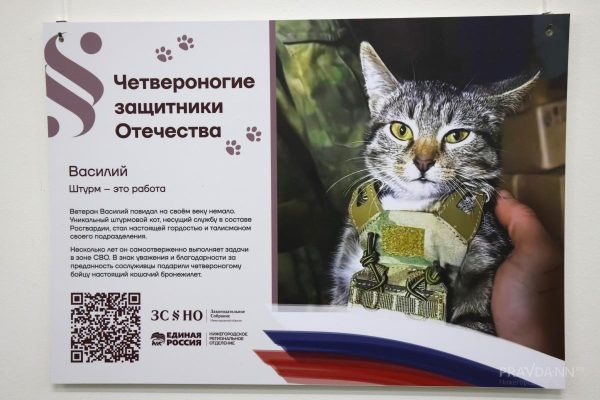 Опубликованы фото котиков и собак с передовой СВО